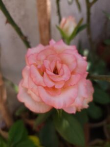 7 Easy Steps How To Care Rose Plant In Summer-Pro Tips