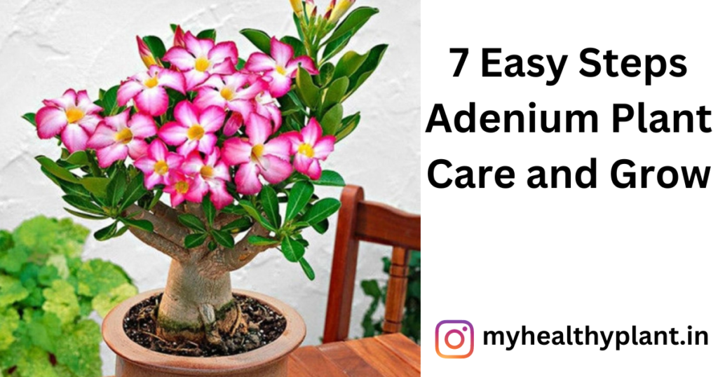7 Easy Steps Adenium Plant Care and Grow: Everything You Need to Know