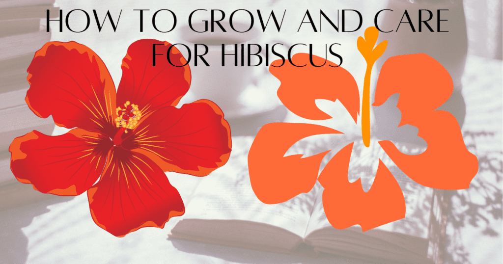 HOW TO GROW AND CARE FOR HIBISCUS