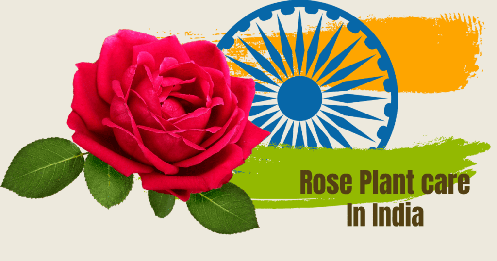 7 Easy Steps How To Care Rose Plant In Summer-Pro Tips