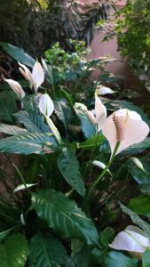 4 Easy steps How To Care And Grow For a Peace Lily Plants